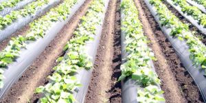 Mulching Films