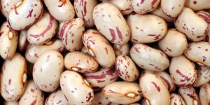 Kidney Beans