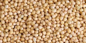 Soybeans Seeds