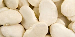 White Field Beans