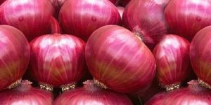 Fresh Onion