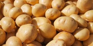 Fresh Potato