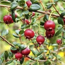 Chilean Guava