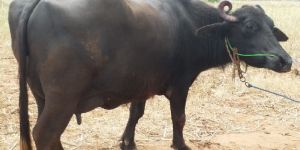 Black Murrah Buffalo