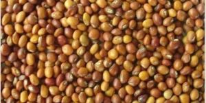 Pigeon Peas