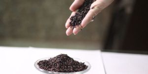 Chahao Black Rice