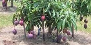 Purple Mango Plant