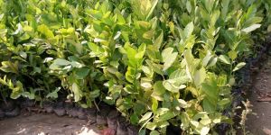 Seedless Lemon Plant