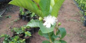 Taiwan Guava Plant