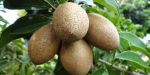 Thai Kallapatti Chiku Plant