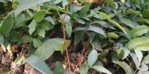 Thai Water Apple Plant