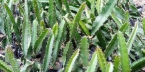 White Dragon Fruit Plant