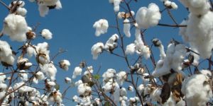 Raw Cotton