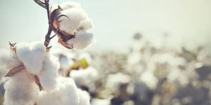 Cotton