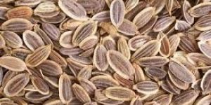 Dill Seeds