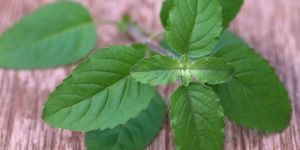Tulsi Leaves