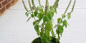 Tulsi Plant