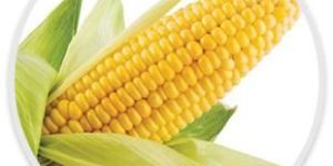 Fresh Sweet Corn on Cob