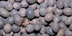 Thamarai Vithai Seeds