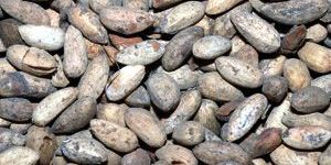 Veppa Vithai (Neem Seed)