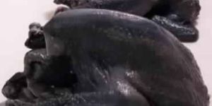 Kadaknath (Black) Chicken