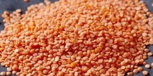 Red Lentil
