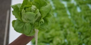 Butterhead Lettuce Flower