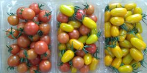Cherry Tomato