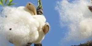 Cotton