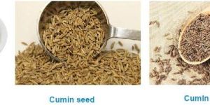 Cumin Seeds