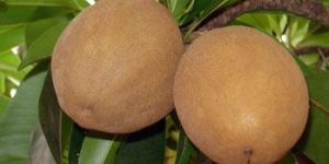 Sapota