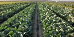 Cabbage Plant