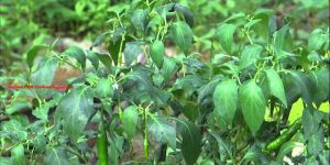 Green Chilli Plant
