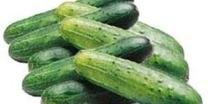 Cucumber