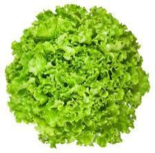 GREEN LETTUCE