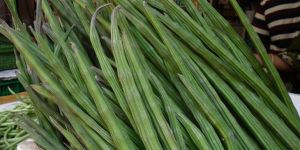 MORINGA FRESH GREEN DRUMSTICK