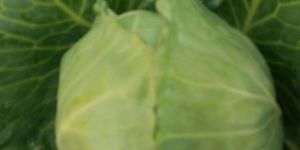 Fresh Cabbage
