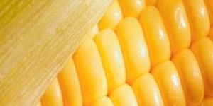 Maize
