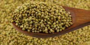 Coriander Seeds
