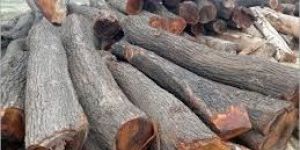 Babool Wood Logs