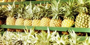 Fresh Pineapple