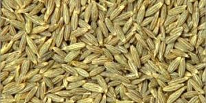 Cumin Seed