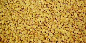 Fenugreek Seed
