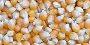 Maize