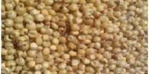 Sorghum