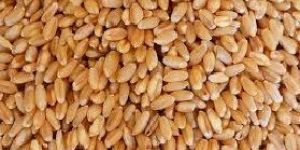 Wheat