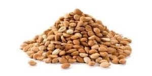 Apricot Kernels
