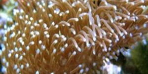 Soft Coral