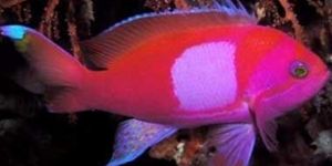 Square Back Anthias Fish