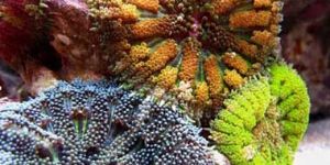 StichodactyLa Tapetum